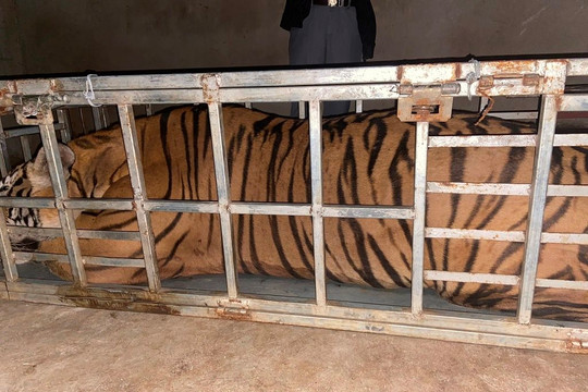 Bắt 2 người vận chuyển con hổ nặng 235kg