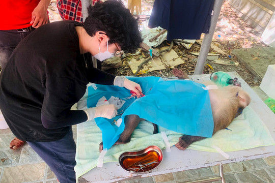 Vườn quốc gia Vũ Quang tiếp nhận nhiều cá thể động vật hoang dã quý hiếm