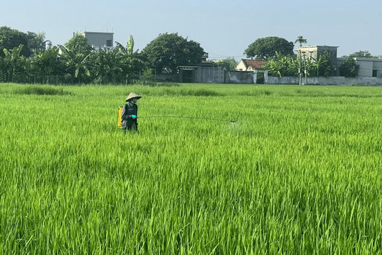 Sâu cuốn lá hại lúa tại Nghệ An, chuyên gia hướng dẫn biện pháp phòng trừ