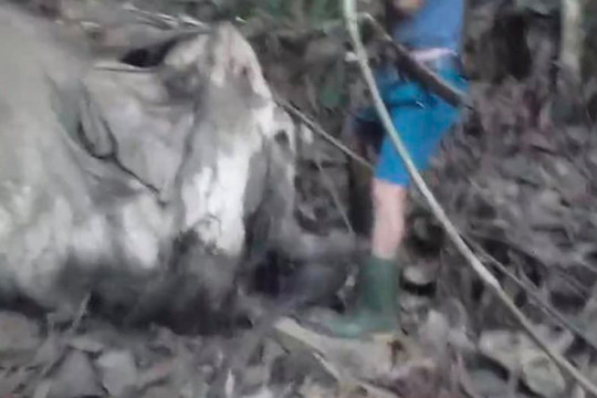Video: Hiện trường voi chết trong rừng ở Hà Tĩnh