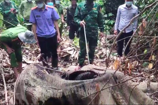 Voi rừng chết ở Hà Tĩnh không có dấu hiệu bị săn bắn