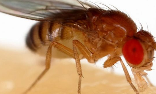 Biến đổi gien thành công để tạo ra ruồi giấm trinh sản