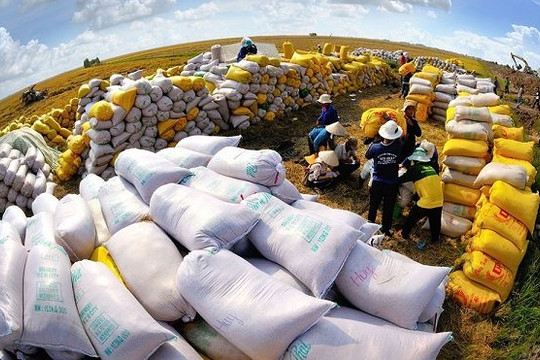 Sau Ấn Độ, Nga lại cấm xuất khẩu gạo: Thêm cơ hội 'vàng' cho gạo Việt