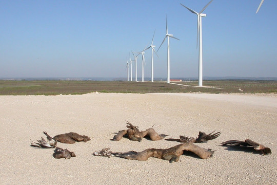Nước Mỹ tranh cãi việc xây dựng điện gió và điện mặt trời làm hại các loài chim