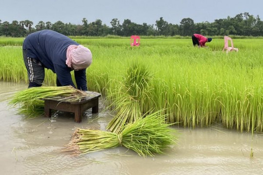 Thái Lan giảm lượng lúa gieo trồng