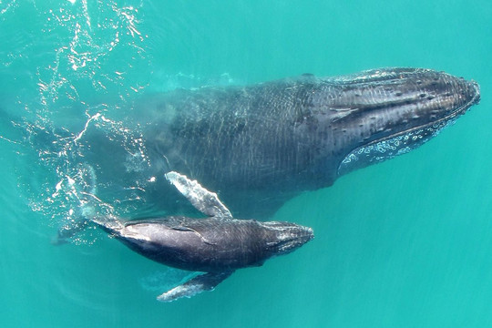 Bảo vệ cá voi, chống biến đổi khí hậu bằng việc định giá tín chỉ carbon
