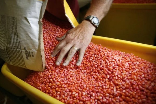 Nông dân Mỹ cáo buộc Trung Quốc lấy cắp hạt giống