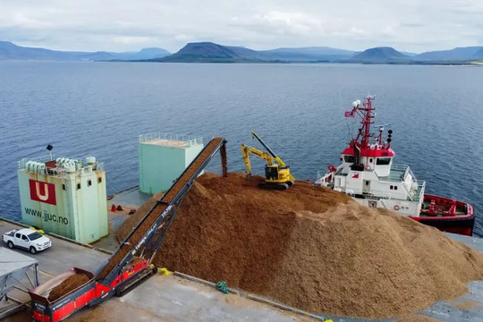 Công ty Mỹ đổ 10.000 tấn gỗ phế thải xuống biển để… cứu Trái đất