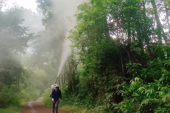 Sâu róm gây hại 2.000ha rừng thông ở Hà Tĩnh