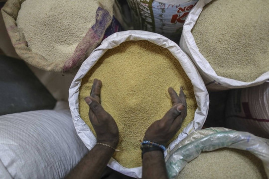 Thế giới quay lại với cây 'siêu lương thực' để chống lại nạn đói