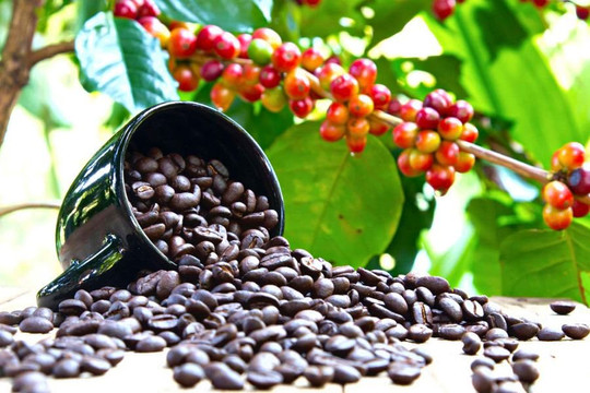 Cà phê Việt Nam - Brazil: Hợp tác cùng phát triển