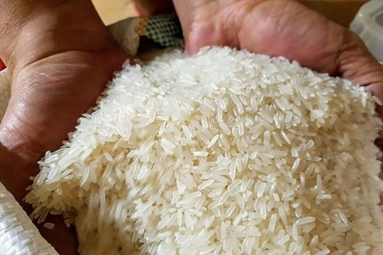 Giá gạo Việt Nam lập kỷ lục lịch sử, vượt qua cả Thái Lan