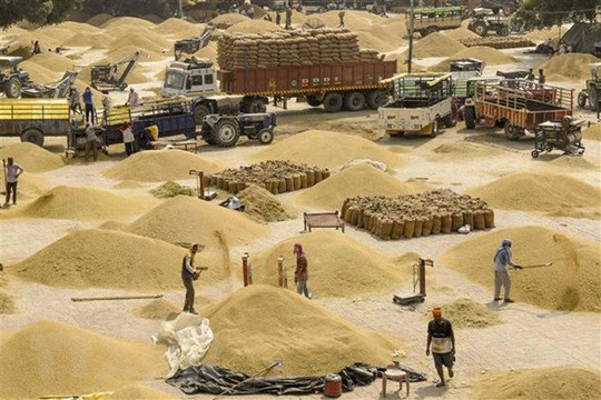 Thế giới đứng ngồi không yên trước tin Ấn Độ muốn giảm xuất khẩu gạo đồ