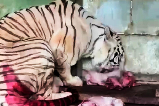 7 hổ con quý hiếm được sinh tại một khu du lịch‏