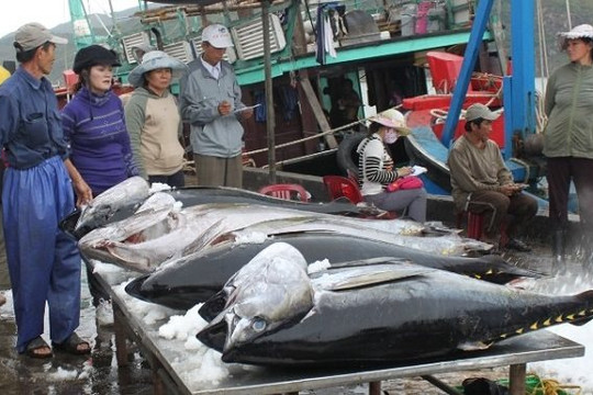 Người Hàn tăng mua gần 500% cá ngừ đóng hộp của  Việt Nam