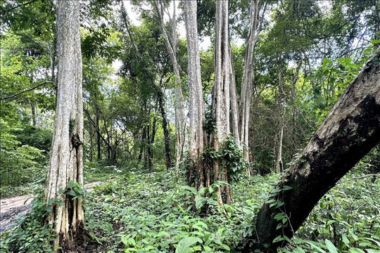 Bình Thuận thông tin về khai thác rừng làm hồ chứa nước
