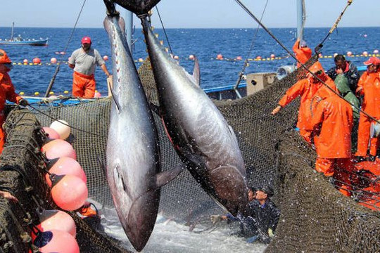 Cá ngừ Việt Nam sang Anh có lợi thế cạnh tranh nhờ UKVFTA