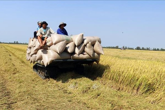 Việt Nam hướng tới giảm phát thải trong sản xuất lúa