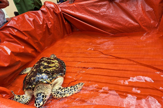 Đồng Nai: Bàn giao rùa biển quý hiếm có nguy cơ tuyệt chủng cao