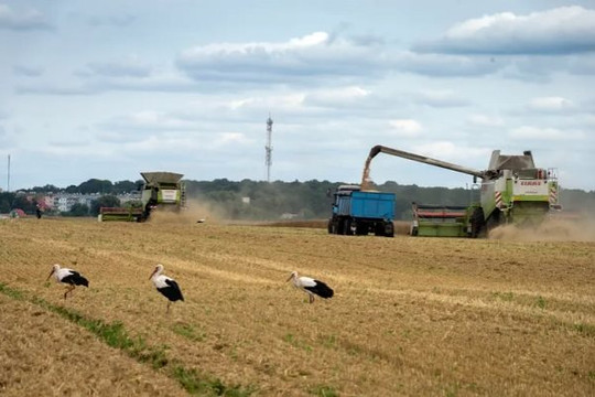 Hungary, Ba Lan, Slovakia tiếp tục cấm ngũ cốc Ukraine