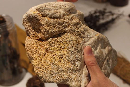 Tục dùng 'xương rồng' thúc đẩy nạn săn trộm hóa thạch ở Trung Quốc