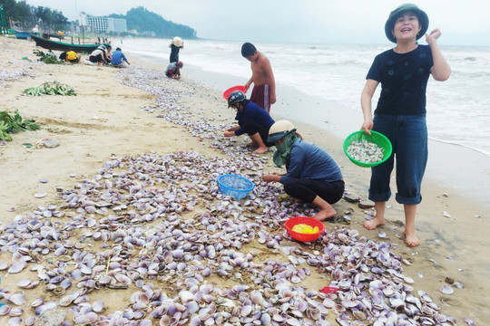 Sò tím dạt dày đặc vào bờ biển Cẩm Nhượng, dân đổ xô đi nhặt 'lộc trời'