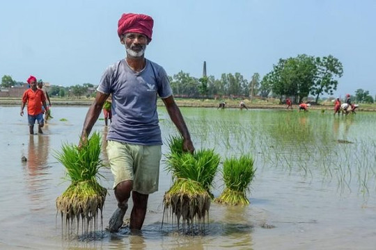 Ấn Độ phát triển ứng dụng giúp nông dân chọn cây trồng