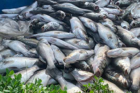 Hàng chục tấn cá nuôi lồng bè ở Hà Tĩnh bị chết do sốc nước
