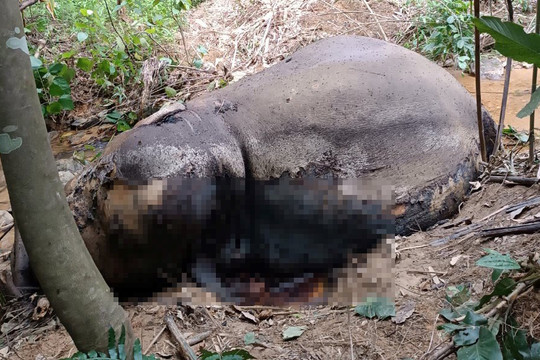 Phát hiện voi đực hơn 20 tuổi chết trong rừng ở Nghệ An