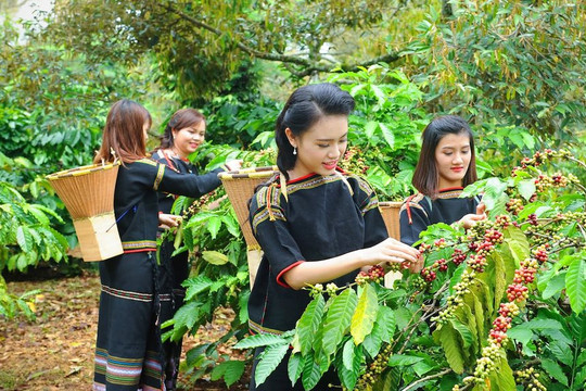 Cà phê Việt - niềm vui và hy vọng