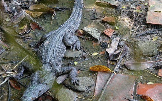 Truy tìm 4 con cá sấu xổng chuồng tại Công viên An Hòa
