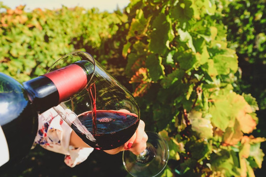 Biến đổi khí hậu giúp rượu vang có vị ngon hơn?