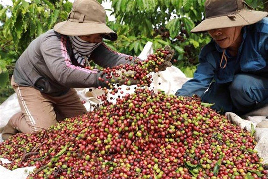 Các nước trồng cà phê quay cuồng với biến đổi khí hậu, Việt Nam cần làm gì?