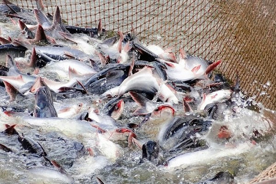Người Trung Quốc thích hàng cá tra Việt