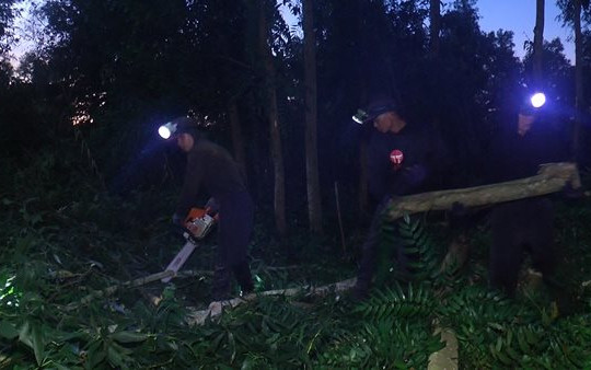 Chuyện ít biết về nghề khai thác cây rừng ở U Minh
