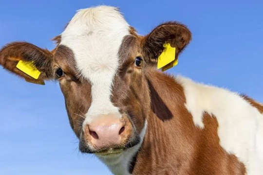 Bò biến đổi gien cho sữa nhiều gấp 20 lần