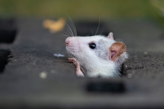 Chuột có thể có trí tưởng tượng
