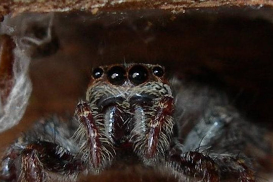 Số lượng nhện đang suy giảm đáng báo động mà loài người không hay biết