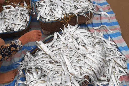 Ngư dân Hà Tĩnh liên tục trúng nhiều mẻ cá hố, cá đù