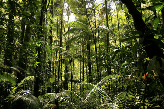 Muốn có rừng chống biến đổi khí hậu, phải trồng đúng 4 loài cây