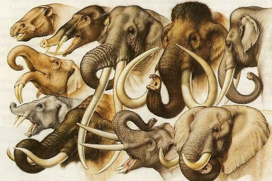 Răng của voi đã kịp thích nghi với biến đổi khí hậu như thế nào?