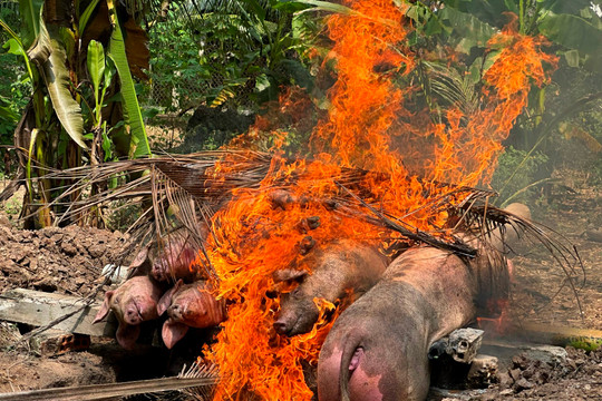 Tiền Giang: Tiêu hủy hơn 1.100 con heo mắc bệnh tả lợn châu Phi