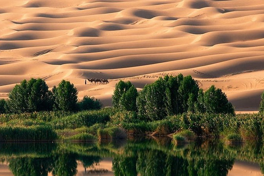 Phát hiện gây sốc: Trồng rừng ở sa mạc càng làm Trái đất nóng hơn