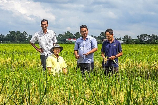 Giá lúa tăng cao, nông dân phấn khởi
