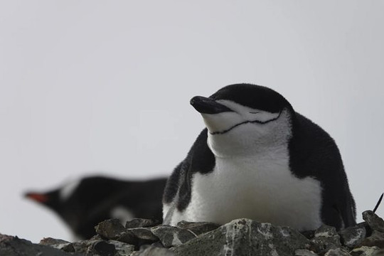 Chim cánh cụt chỉ ngủ vài giây mỗi lần để có thể bảo vệ con non