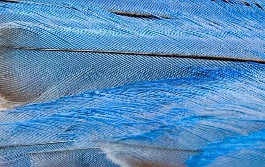 Vật liệu pin mới mô phỏng cấu trúc lông chim