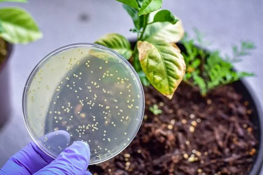 Vi khuẩn cần thiết cho thực vật bị sụt giảm bởi tình trạng nóng lên toàn cầu