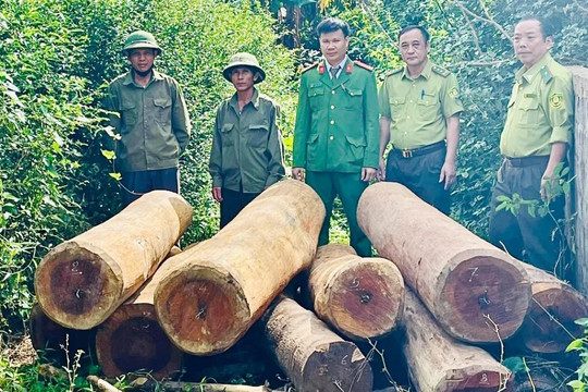 Quảng Bình: Công an 3 lần phát hiện, thu giữ gỗ lậu trong một ngày