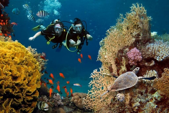 Dùng trí tuệ nhân tạo để giúp bảo vệ rạn san hô