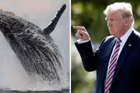 Nước Mỹ dậy sóng sau khi ông Trump đổ lỗi điện gió hại chết cá voi
